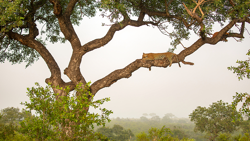 A male leopard, Panthera pardus, lying in a Marula tree, Sclerocarya birrea, morning mist rising.