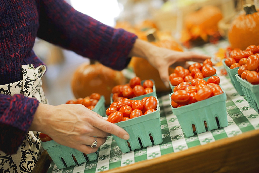 Organic Farmer at Work. A young man arranging a row of punnets of tomatoes, Accord, New York, USA