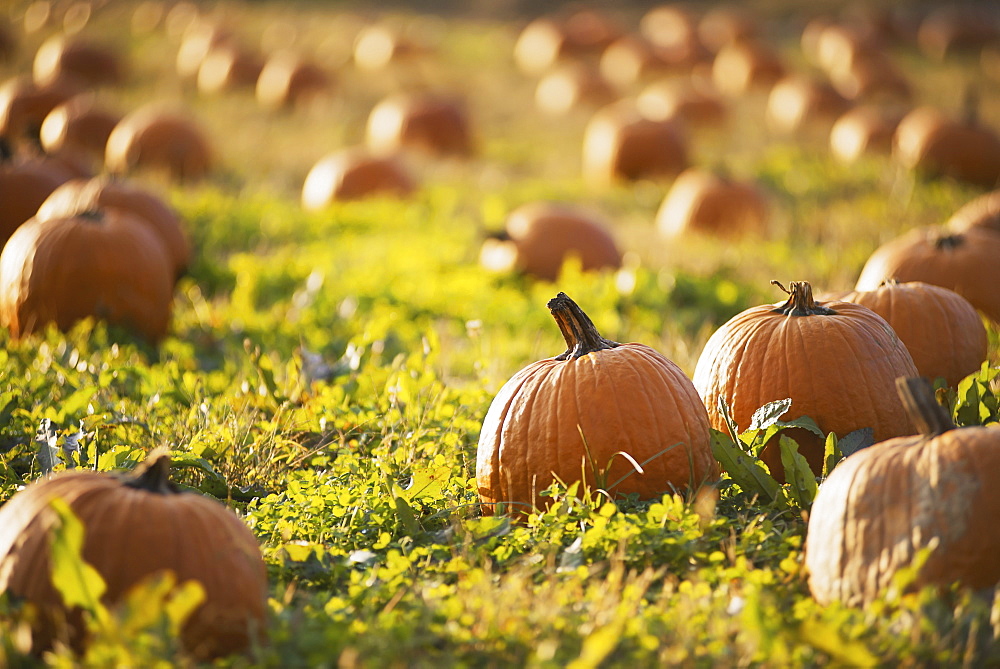 A field of pumpkins growing, Woodstock, New York, USA