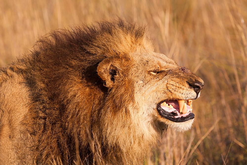 African lion, Duba Plains, Botswana, Duba Plains, Botswana