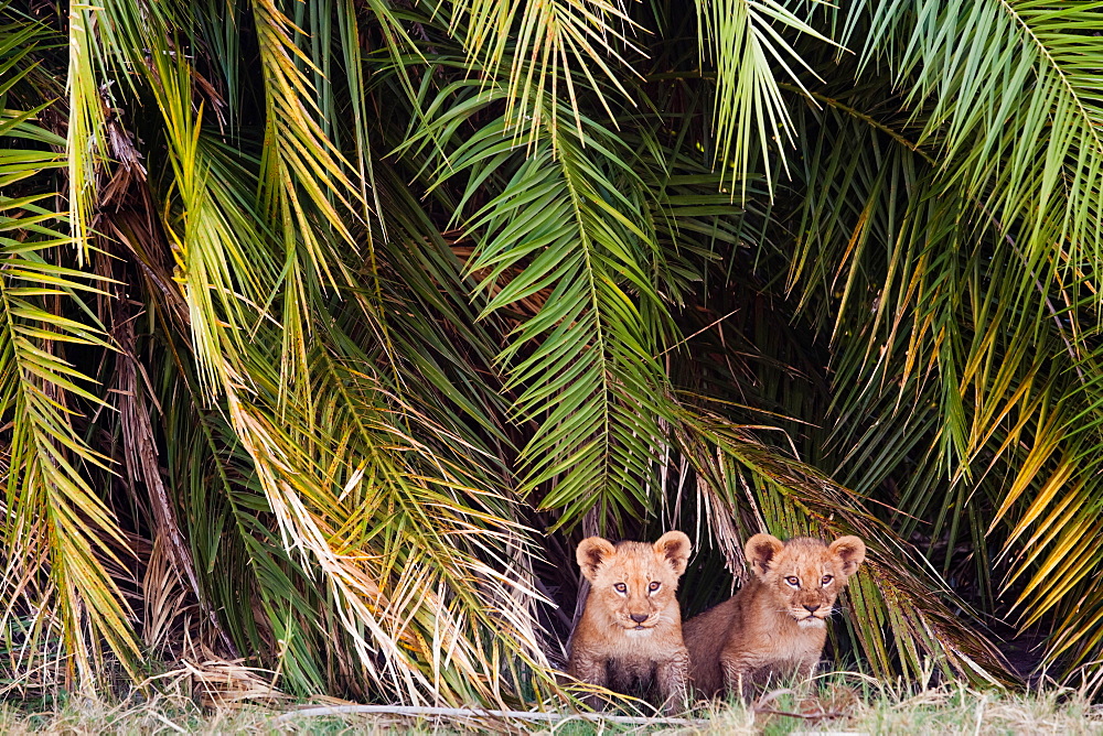 African lion cubs, Botswana, Botswana