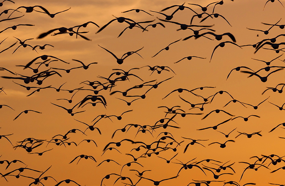 Snow geese, Bosque Del Apache National Wildlife Refuge, New Mexico, USA, Bosque Del Apache National Wildlife Refuge, New Mexico, USA