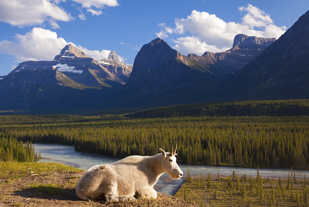 A mountain goat on a small promontory overlooking a river in the Canadian Rockies, Jasper National Park, Alberta, Canada, Jasper National Park, Alberta, Canada