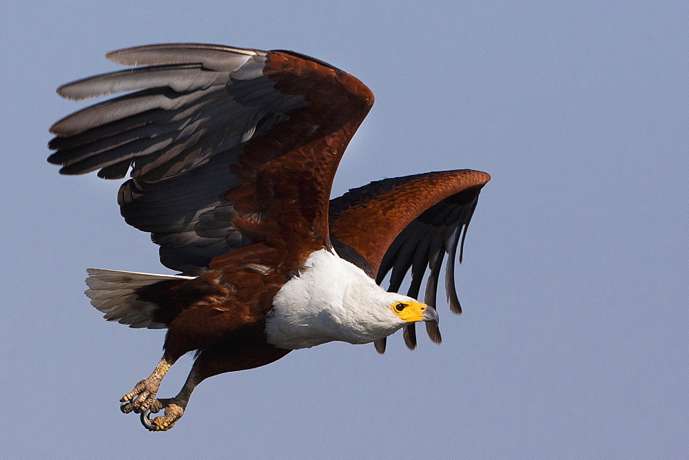 African fish eagles, Chobe National Park, Botswana, Chobe National Park, Botswana