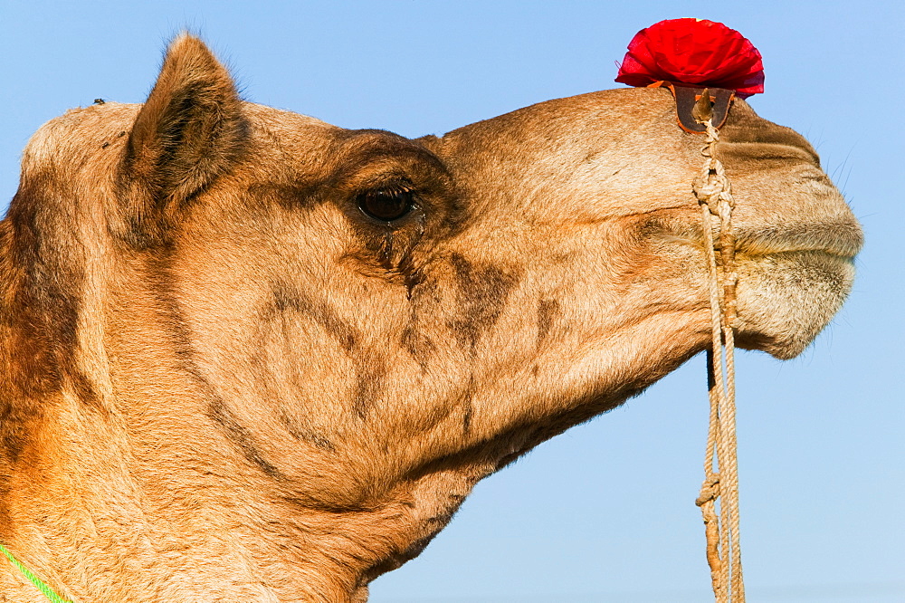 Profile of a camel at the Pushkar Fair, Rajasthan, India, Pushkar Fair, Rajasthan, India