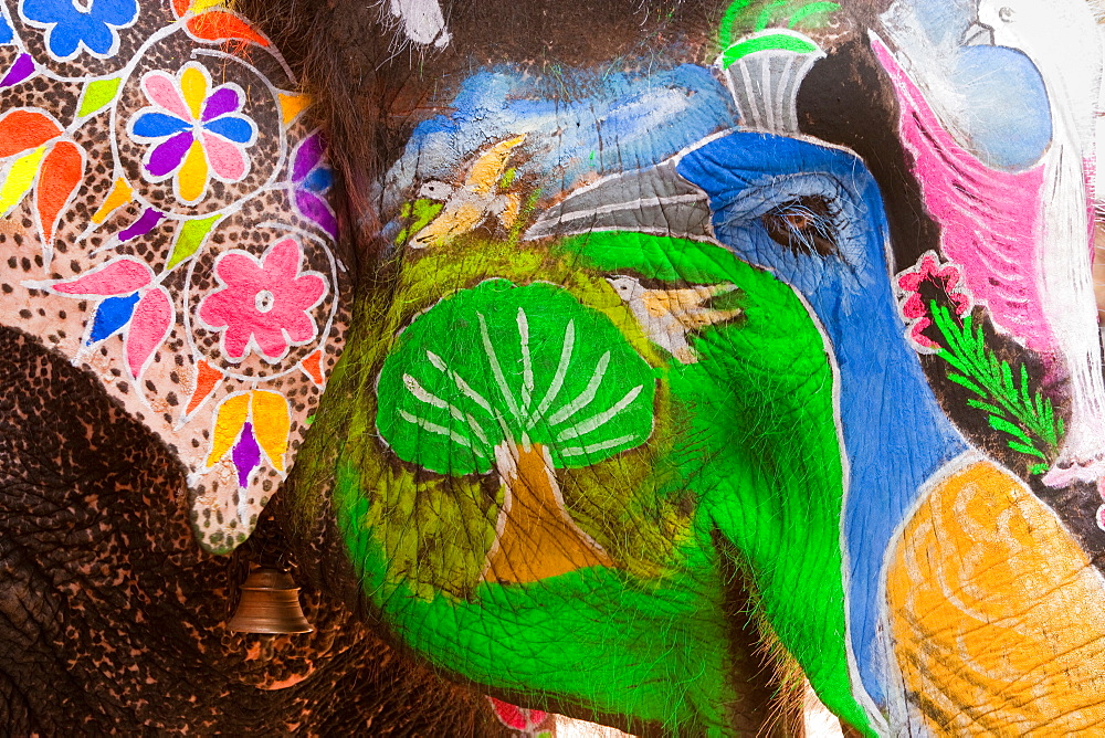 Elaborately adorned elephants during Holi, the Hindu festival of colours, in Jaipur, India. Images of peacocks and tigers on the foreheads, Jaipur, Rajasthan, India