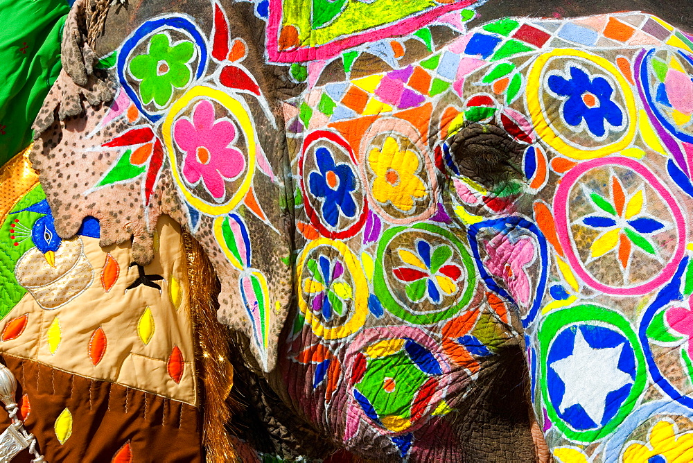 Elaborately adorned elephants during Holi, the Hindu festival of colours, in Jaipur, India. Images of peacocks and tigers on the foreheads, Jaipur, Rajasthan, India