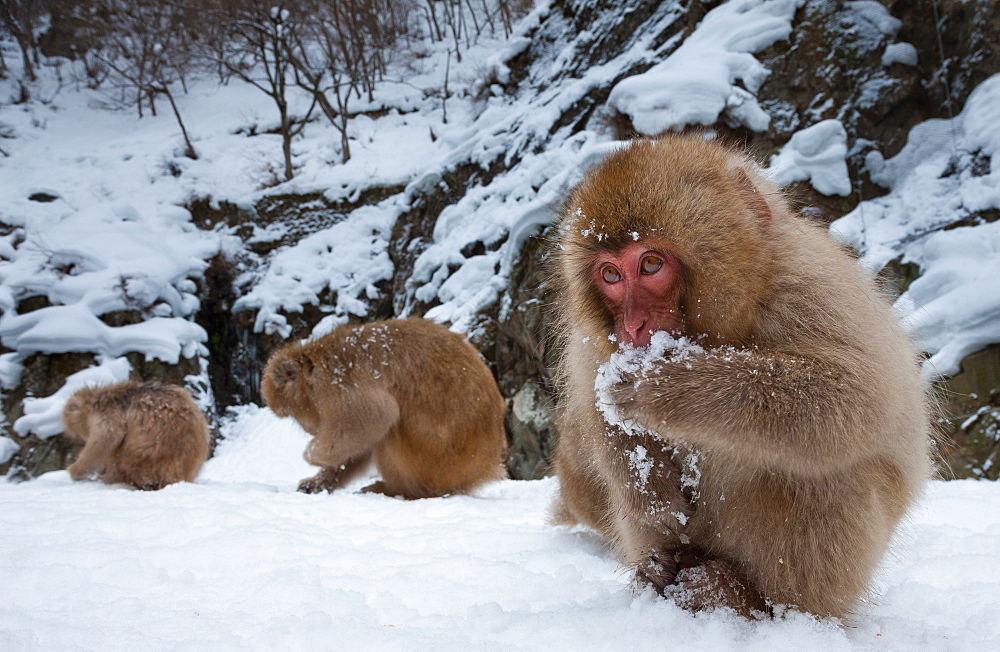 Japanese Macaques, Japanese Alps, Honshu Island, Japan, Honshu Island, Japan