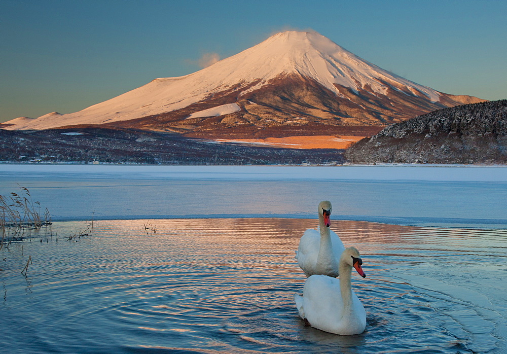 A pair of mute swans in Lake Kawaguchi disrupt the reflection of Mt. Fuji, Japan, Lake Kawaguchi, Mount Fuji, Japan