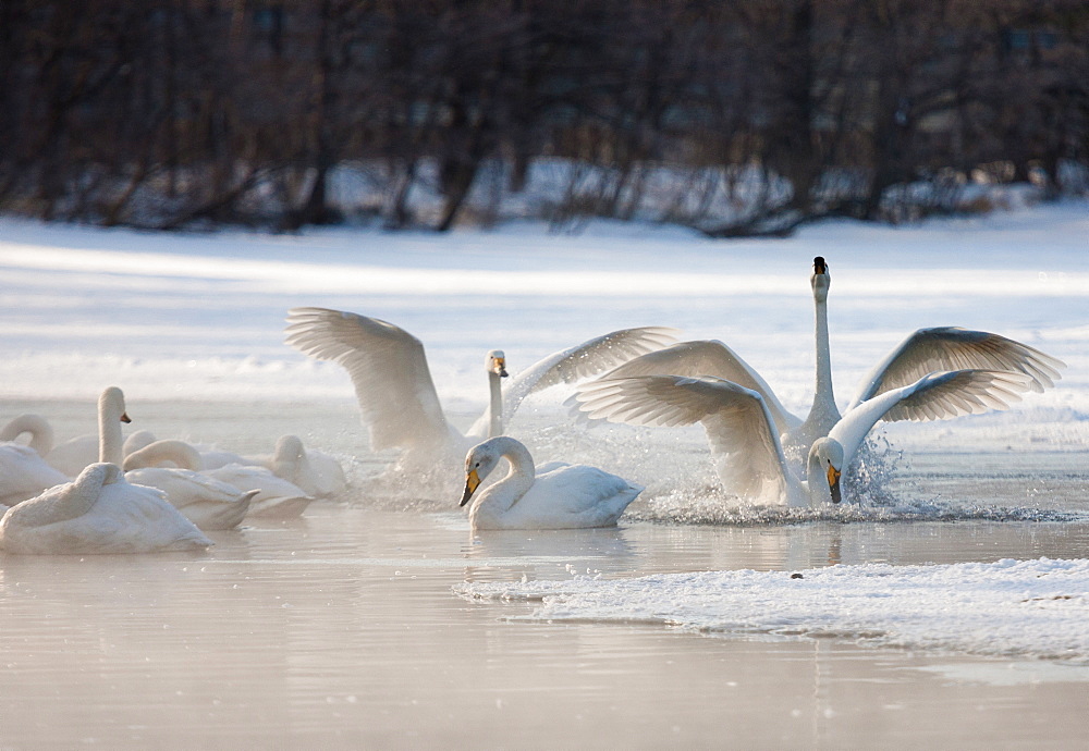 Cygnus cygnus, Whooper swans, on a frozen lake in Hokkaido, Hokkaido, Japan