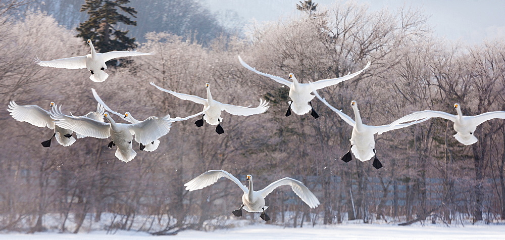 Cygnus cygnus, Whooper swans, on a frozen lake in Hokkaido, Hokkaido, Japan