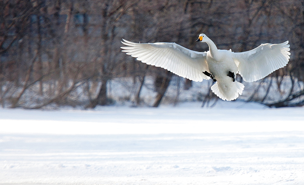 Cygnus cygnus, Whooper swans, on a frozen lake in Hokkaido, Hokkaido, Japan