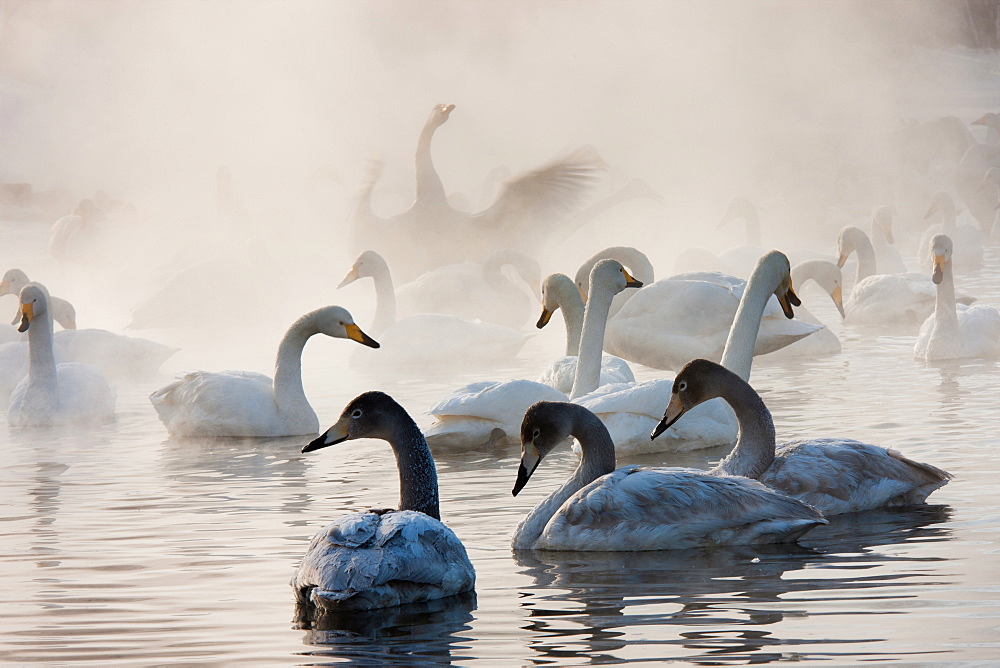 Cygnus cygnus, Whooper swans, on a frozen lake in Hokkaido, Hokkaido, Japan