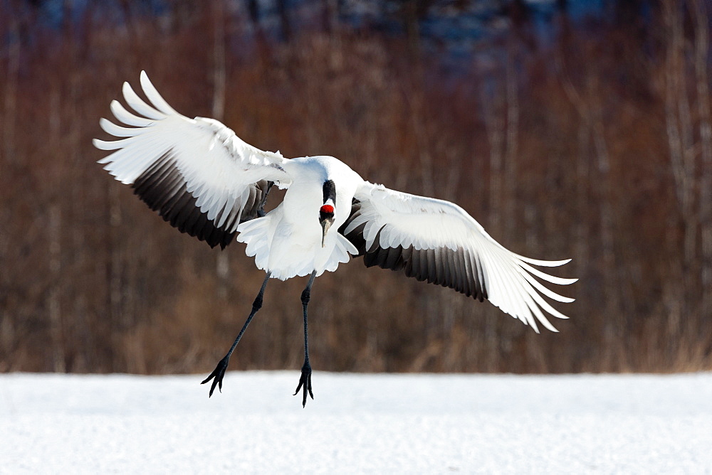 Japanese crane, Hokkaido, Japan, Hokkaido, Japan