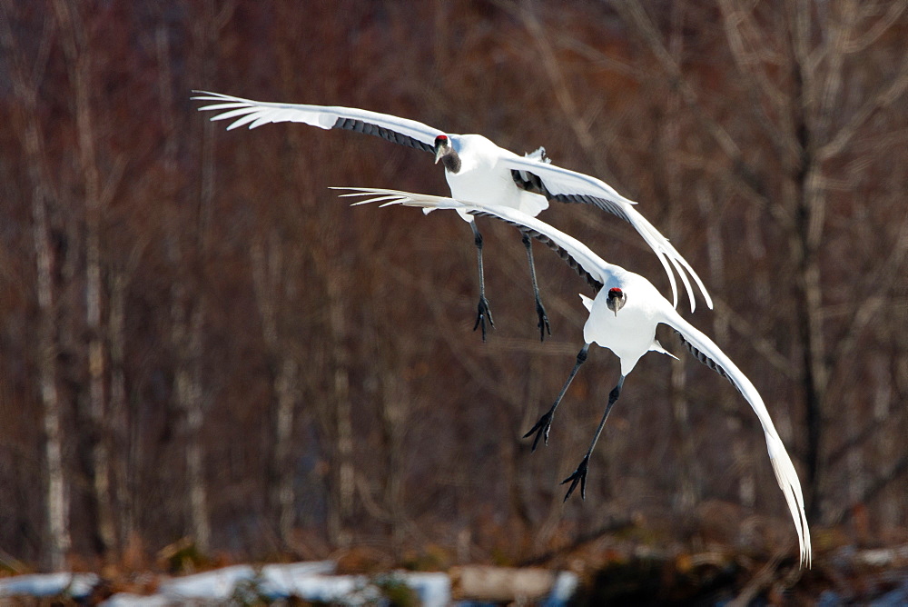 Japanese cranes, Hokkaido, Japan, Hokkaido, Japan