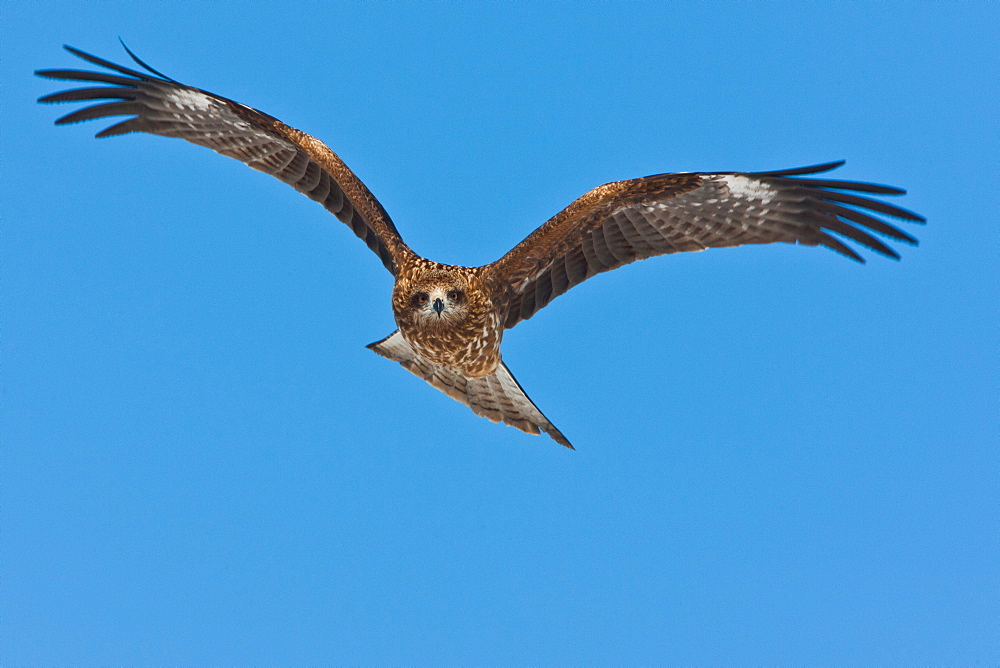 Common buzzard in flight, Hokkaido, Japan, Hokkaido, Japan