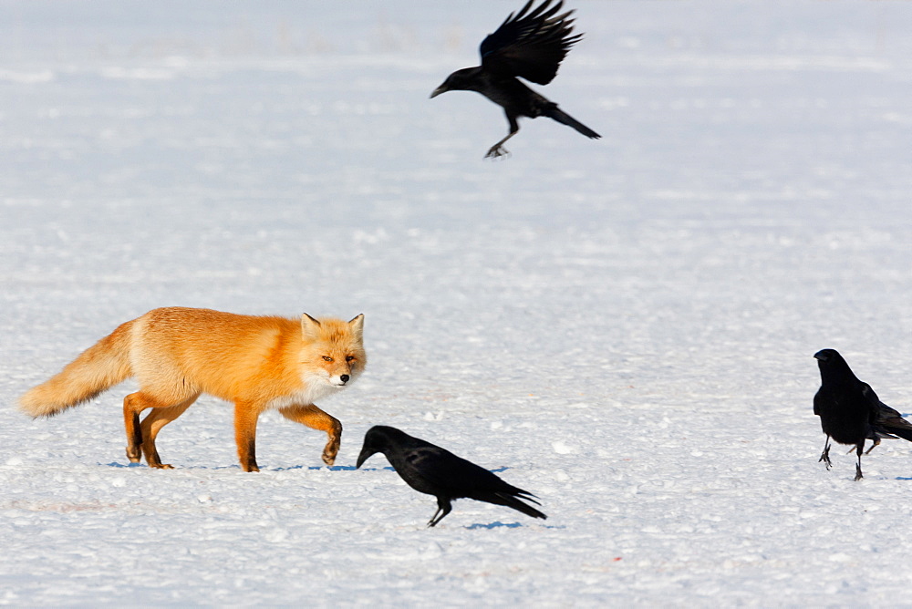 Red fox and crows, Hokkaido, Japan, Hokkaido, Japan