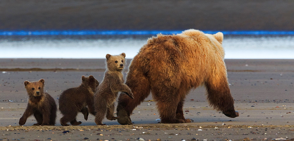 Brown bear sow and cubs, Lake Clark National Park, Alaska, USA, Lake Clark National Park, Alaska, USA