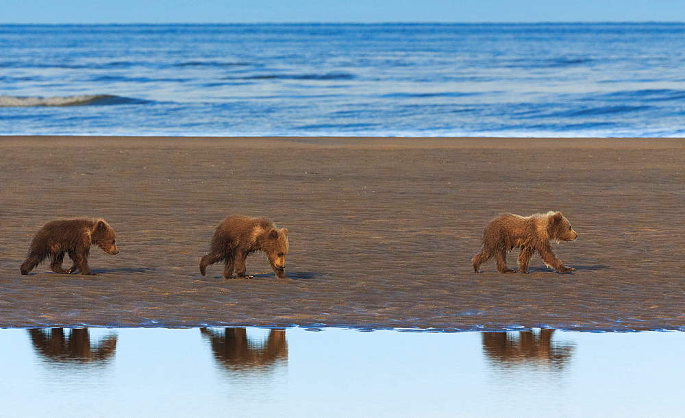 Brown bear cubs, Lake Clark National Park, Alaska, USA, Lake Clark National Park, Alaska, USA