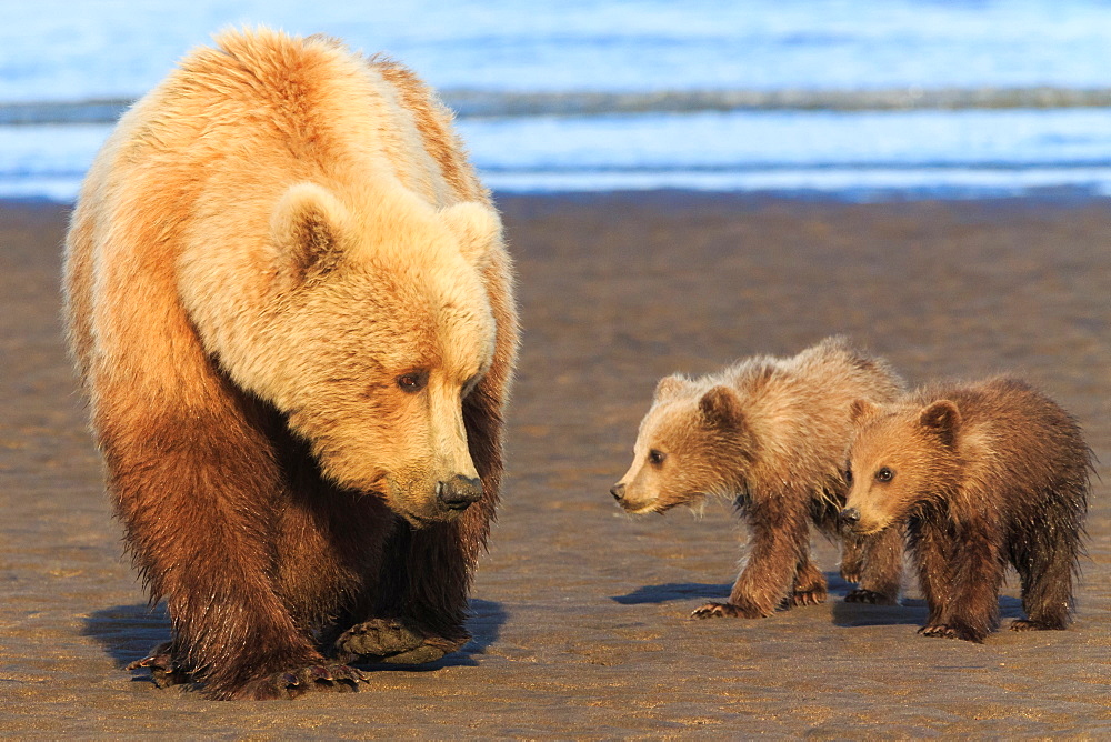 Brown bear sow and cubs, Lake Clark National Park, Alaska, USA, Lake Clark National Park, Alaska, USA