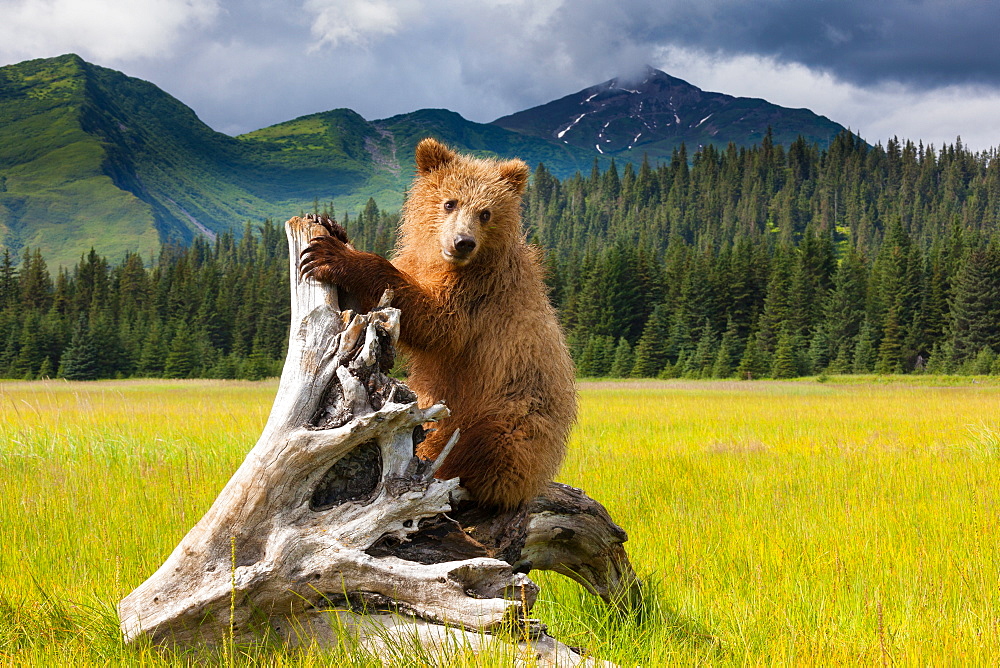 Brown bear, Lake Clark National Park, Alaska, Lake Clark National Park, Alaska, USA