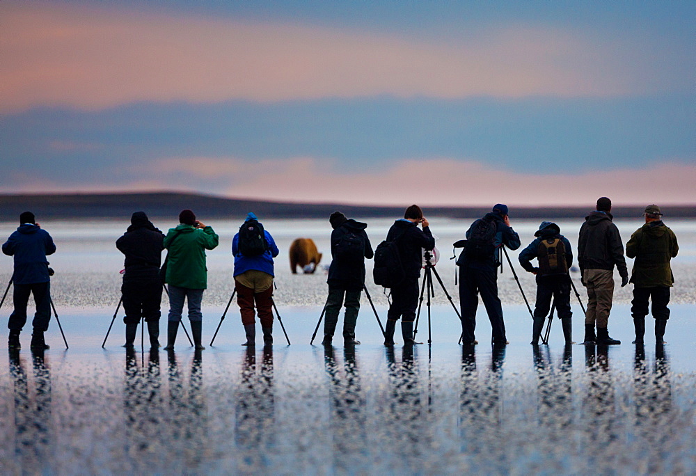 Photographers, brown bear, Lake Clark National Park, Alaska, USA, Ursus arctos, , Lake Clark National Park, Alaska, USA