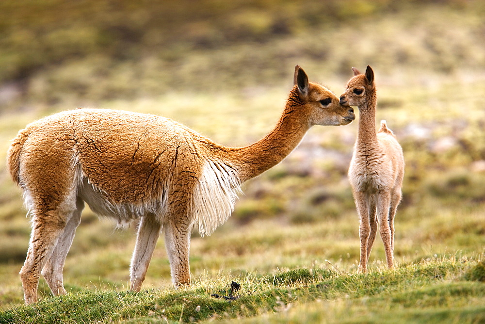 Guanaco, cria, Lauca National Park, Chile, Lauca National Park, Chile