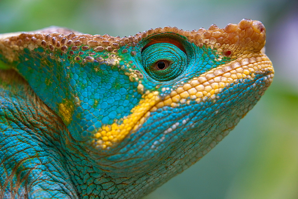 Parson's Chameleon, Calumma parsonii, Madagascar, Madagascar