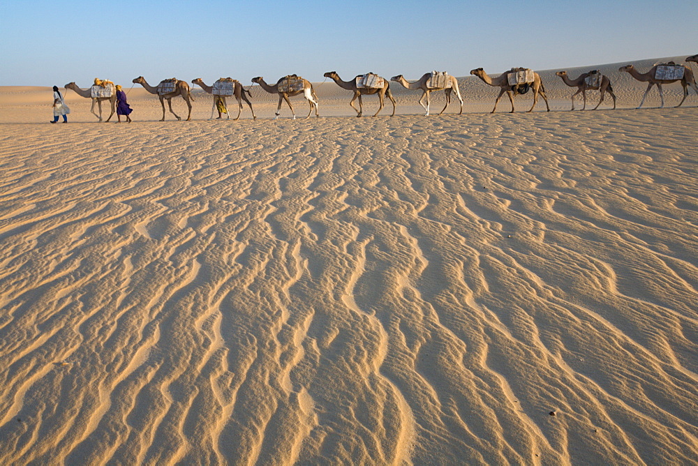 Camel train, a group of animals haltered and led by two people on the windswept sands of the Sahara desert in Mali, Sahara Desert, Mali