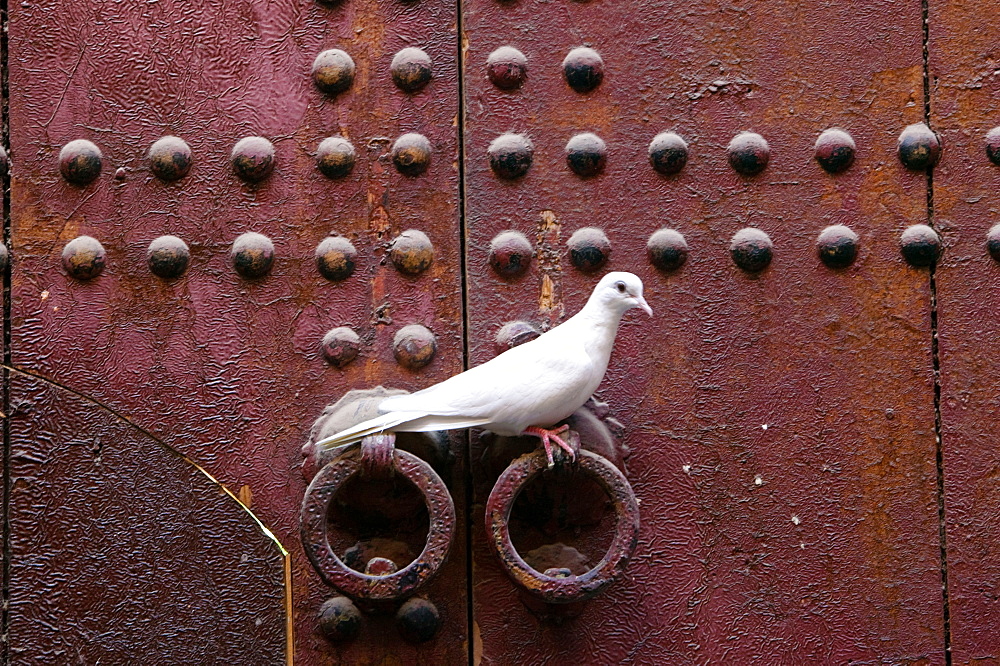 Ringneck dove, Morocco africa, Streptopelia risoria, , Morocco