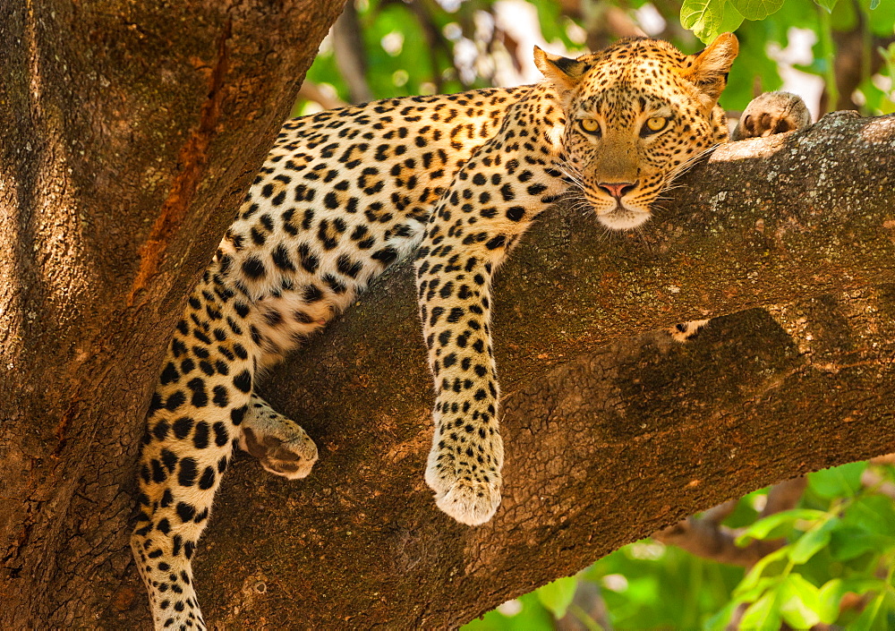 Leopard, Panthera pardus, Okavango Delta, Botswana, Okavango Delta, Botswana