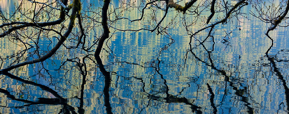 Branches dip into the surface of Lake Crescent, Olympic National Park, Washington, USA, Lake Crescent, Olympic National Park, Washington, USA