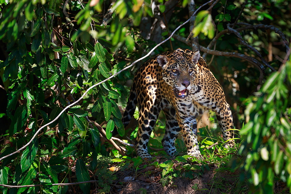 Jaguar, Panthera onca, Brazil, Brazil