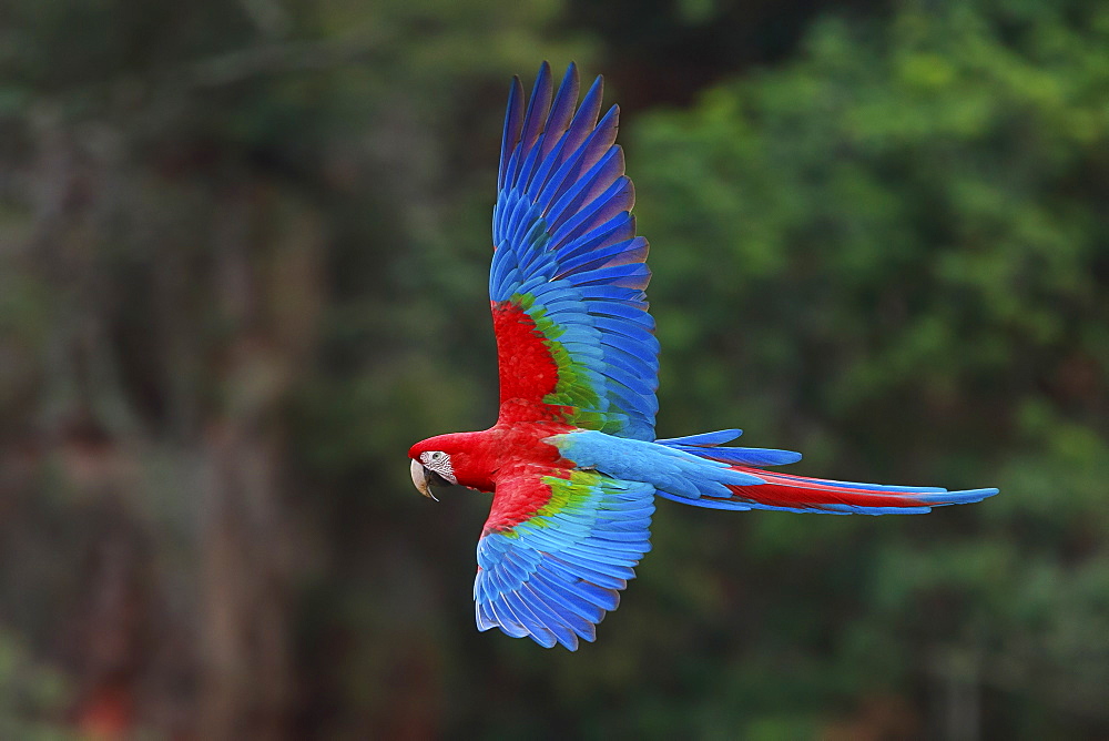 Red-and-green macaws, Ara chloroptera, Buraco das Araras, Brazil, Buraco das Araras, Brazil