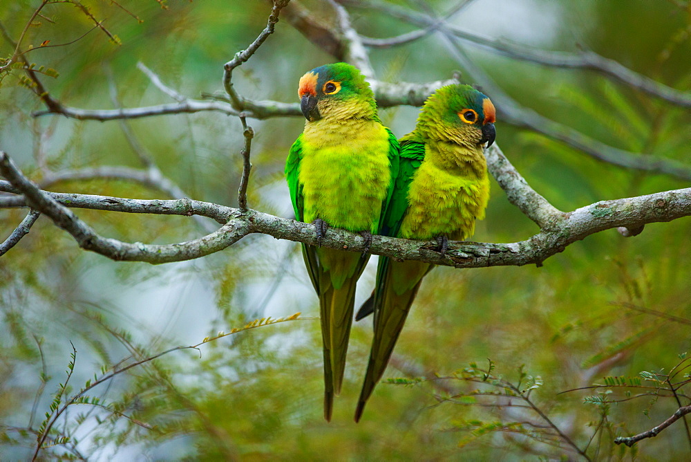 Peach-fronted parakeets, Aratinga aurea, Brazil, Brazil