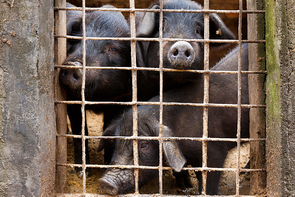 Livestock pigs, Yuanyang, China, Yuanyang, China