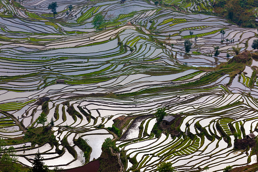 Terraced rice fields, Yuanyang, China, Yuanyang, China