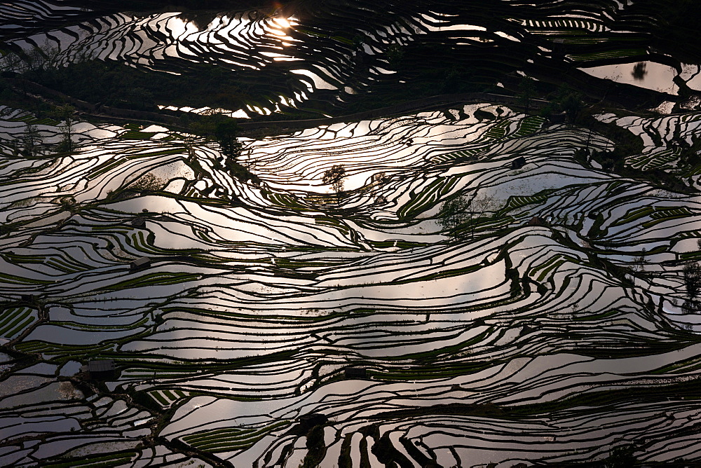 Terraced rice fields, Yuanyang, China, Yuanyang, China