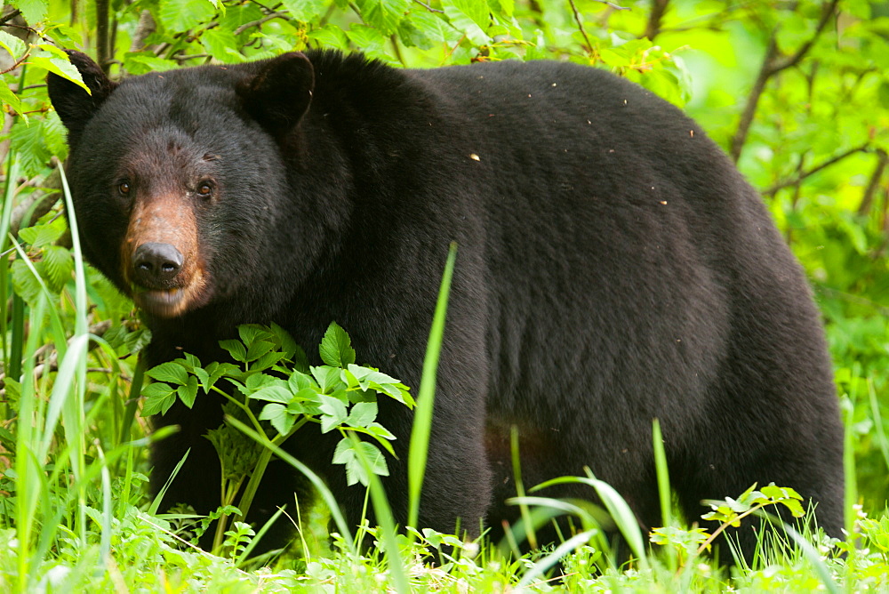 Black bear, Glacier National Park and Preserve, Alaska, USA, Glacier Bay National Park and Preserve, Alaska, USA