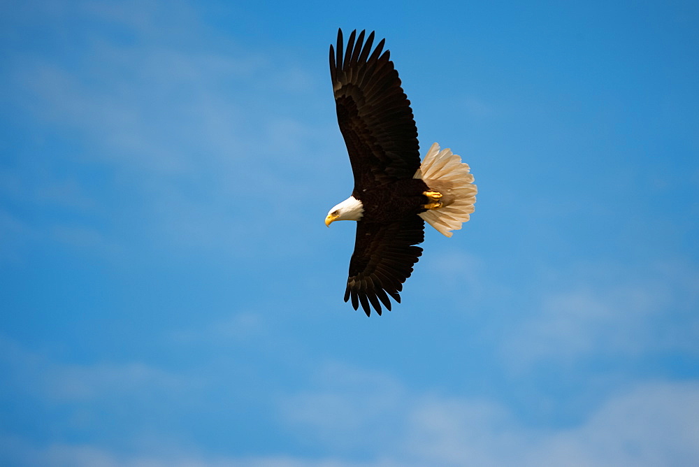 Bald Eagle, Glacier Bay National Park and Preserve, Alaska, USA, Glacier Bay National Park and Preserve, Alaska, USA