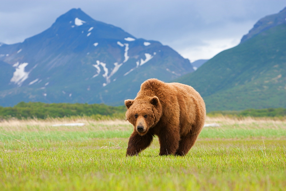 Brown bears, Katmai National Park, Alaska, USA