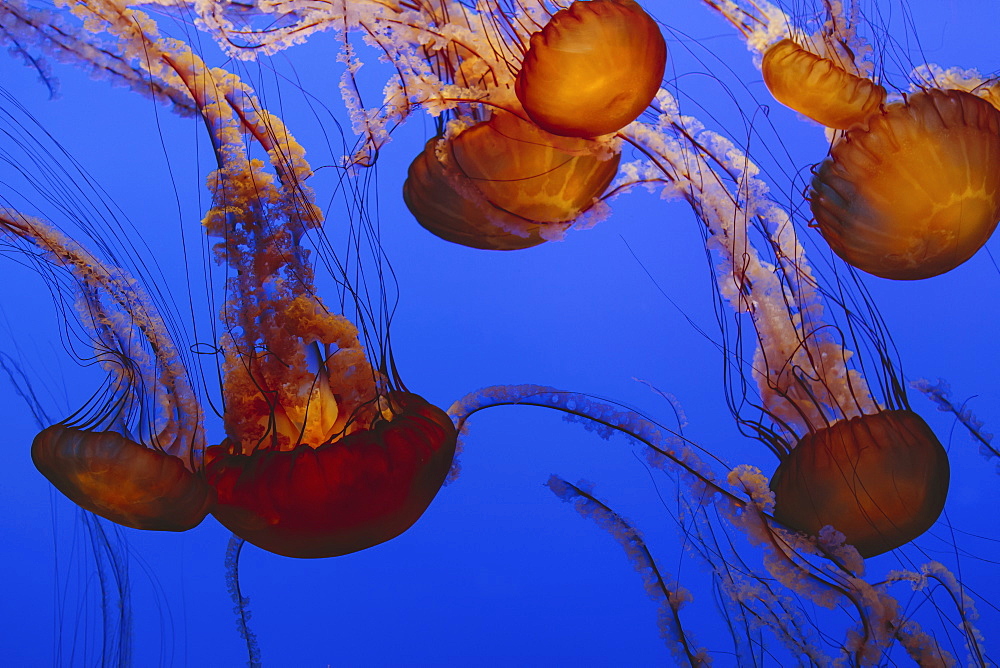 Sea nettle jellyfish in a water tank, underwater, with long tentacles, Monterey County, California, USA