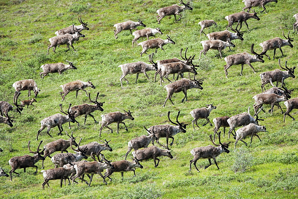 Caribou, Arctic National Wildlife Refuge, Alaska, USA, Arctic National Wildlife Refuge, Alaska USA