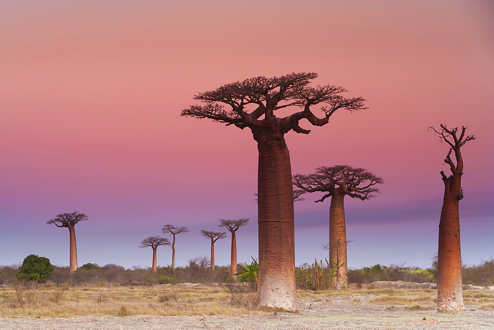 Baobab trees, Madagascar, Madagascar