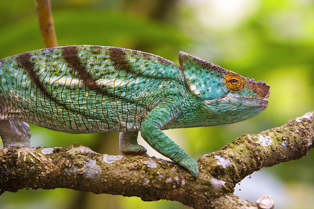 Parson's chameleon, Madagascar, Madagascar