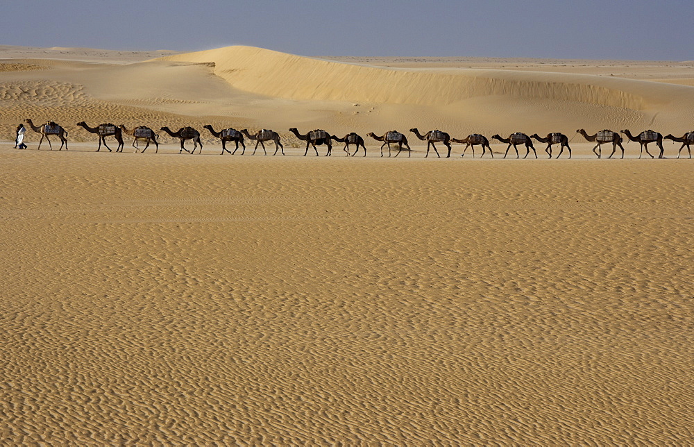 Camel train, Mali, Sahara Desert, Mali