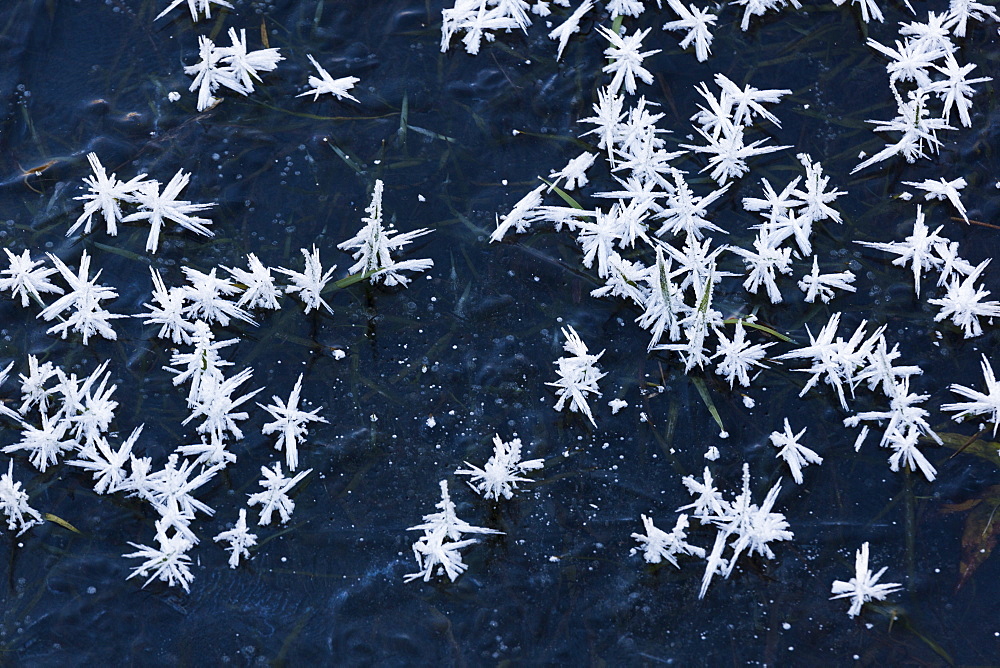 Ice crystals, Washington, Washington, USA