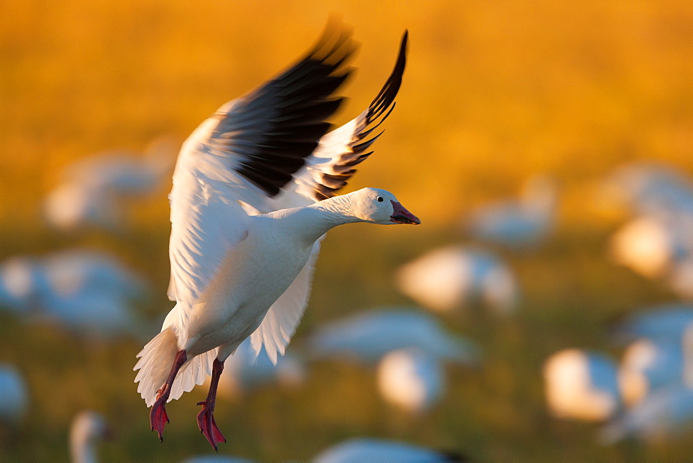 A snow goose landing on the ground in Bosque del Apache National Wildlife Refuge, New Mexico, Bosque del Apache National Wildlife Refuge, New Mexico, USA