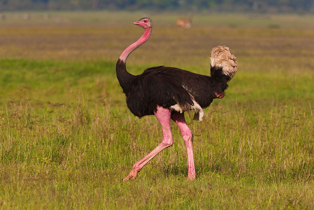 An ostrich in the Ngorongoro Conservation Area, Tanzania, Ngorongoro Conservation Area, Tanzania