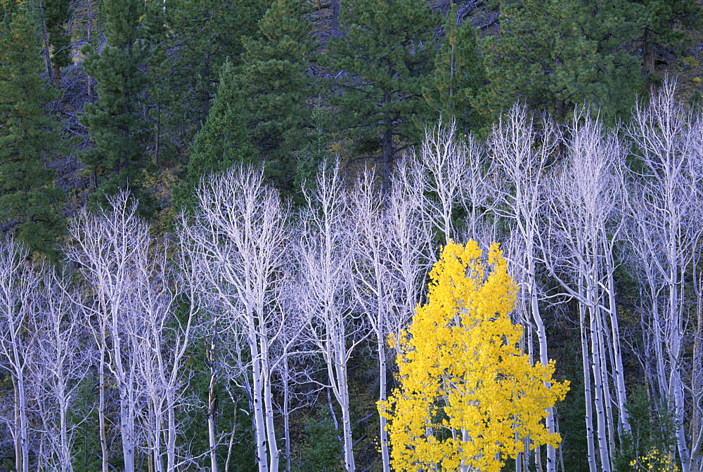 Autumn in Dixie National Forest. White branches and tree trunks of aspen trees, with yellow brown foliage. Dark green pine trees, Dixie National Forest, Utah, USA